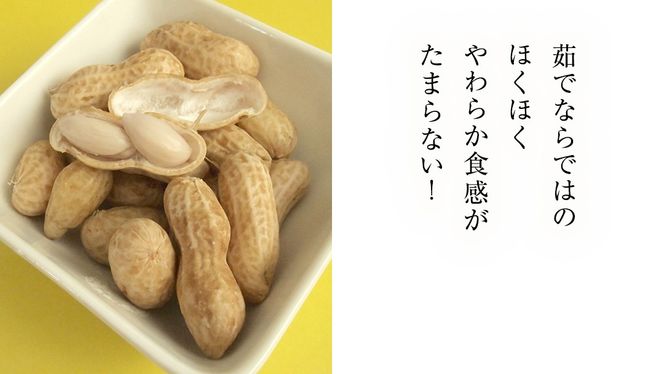 【 選べる 袋数 】 牛久市産 茹で 落花生 1袋 300g入り《 2袋 or 3袋 》 茹で落花生 ゆで落花生 ピーナッツ ナッツ 詰合せ 豆 無塩 塩分不使用 おつまみ おやつ お菓子 素焼き マメ まめ 料理 お茶漬け 国産 小分け お取り寄せ グルメ 茨城県