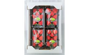 鳥取県新ブランド苺「とっておき」4パック詰合せ【苺工房たけうち】 312011_BE003