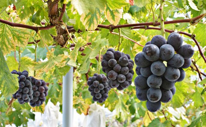 ぶどう 2026年度 早期受付 天空の葡萄(登録商標) ニュー ピオーネ 3～4房 2kg以上 1箱 美味しい笑顔をお約束 葡萄 フルーツ 岡山 高梁市産