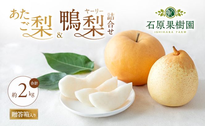 梨 2026年 先行予約 あたご梨・鴨梨（ヤーリー）詰合せ 合計約2kg あたご1～2玉 鴨梨2玉 贈答箱【11月下旬～12月中旬頃発送】 ナシ なし 岡山県産 国産 フルーツ 果物 ギフト 石原果樹園 
