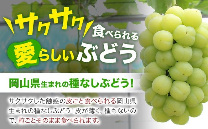 【2026年発送先行予約】岡山県産 桃太郎ぶどう 1.3kg 2房-3房 晴れの国おかやま館 《2026年9月上旬-9月下旬頃出荷》岡山県 矢掛町 葡萄 ぶどう 果物 スイーツ フルーツ デザート【配送不可地域あり】（離島）---ofn_chokmb_ab9_25_23000_13---