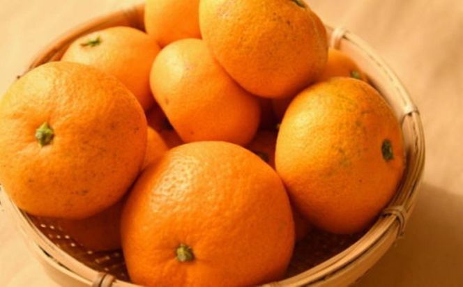 有田のブランド「賢みかん」約10kg サイズ混合 ご家庭用［2026年11月中旬頃より順次発送］ BZ131