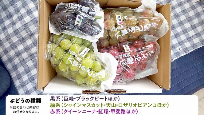 旬のぶどう詰合せ 色とりどりの種類おまかせ 約3kg(5～8房)（茨城県共通返礼品：石岡市） ぶどう シャインマスカット 巨峰 詰め合わせ 果物 フルーツ 旬 人気 産直 採れたて 新鮮 秋 国産 [EV003us]