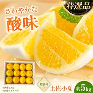 【先行予約】＜果樹園直送＞土佐小夏 特選品贈答用 約5kg 5キロ〈2027年5月下旬～2027年6月下旬頃発送〉  / こなつ 小夏 日向夏 ニューサマーオレンジ 柑橘 かんきつ 柑橘類 フルーツ 果物 くだもの 果実 デザート おやつ【白木果樹園】 [BQAI028]