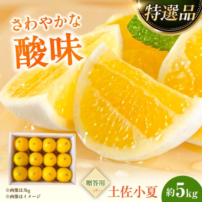 【先行予約】＜果樹園直送＞土佐小夏 特選品贈答用 約5kg 5キロ〈2027年5月下旬～6月下旬頃発送〉  / こなつ 小夏 日向夏 ニューサマーオレンジ 柑橘 かんきつ 柑橘類 フルーツ 果物 くだもの 果実 デザート おやつ【白木果樹園】 [BQAI028]