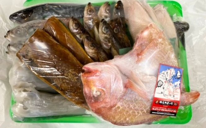 海の京都 橋立やまいち 干物セット 贈答用 D[ 一夜干し 桜干し ギフト ] 魚貝類 アジ イカ サバ ハタハタ 