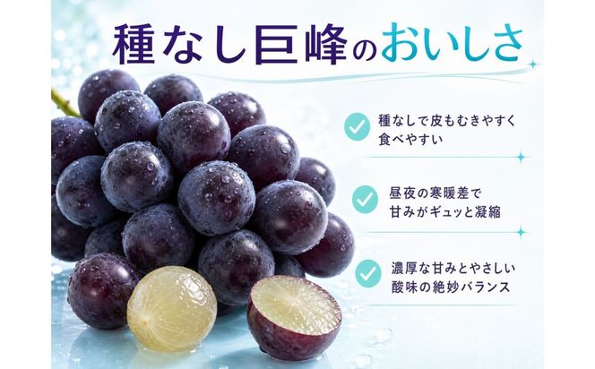 紀州有田産の種なし巨峰ぶどう２房（約800g〜1kg）【2026年発送 先行予約】AN049