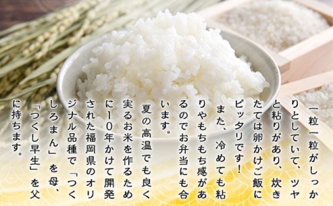 米 10kg 令和7年産 元気つくし 福岡県産 お米 