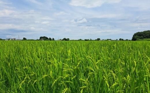 【令和6年産】コシヒカリ 精米 10kg【茨城県共通返礼品　美浦村産】◇ ※2024年9月中旬頃より順次発送予定