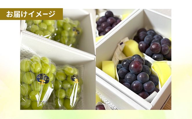岡山県産 シャインマスカット 約1kg(2房) ・ オーロラブラック 約1kg(2房) 果物 フルーツ ぶどう ブドウ 葡萄 国産 岡山