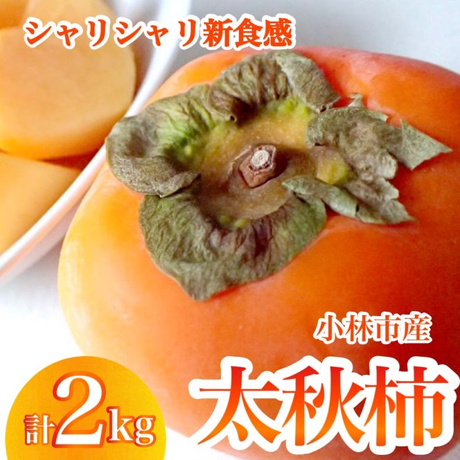 【産直もぎたて】太秋柿（2kg）