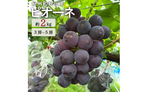 紀州和歌山産 ピオーネ 約2kg ※2026年8月下旬～9月上旬頃に順次発送 ※日付指定不可 ぶどう ブドウ 葡萄 果物 くだもの フルーツ【uot781】
