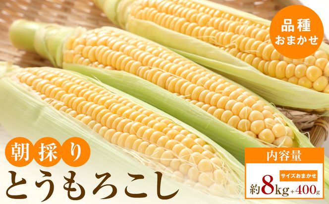 【5月31日までの期間限定価格!】朝採り とうもろこし(品種おまかせ)約8kg+400g 372013_T006-800J