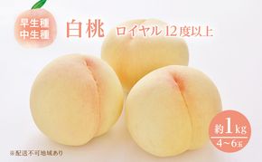 桃 2026年 先行予約 岡山 白桃 ロイヤル 4～6玉 約1kg JA おかやま のもも（早生種・中生種） もも モモ 岡山県産 国産 フルーツ 果物 ギフト 甘い 美味しい 産地直送 贈り物 高糖度 