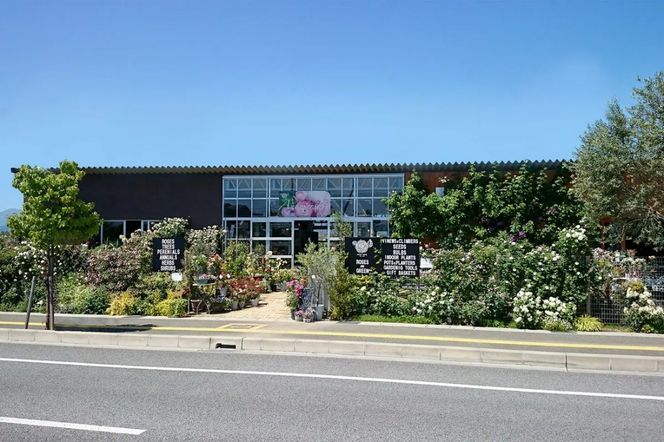 コマツガーデン直営店「ROSA VERTE」で選ぶ、自社生産バラ大苗引換券 SWBD016