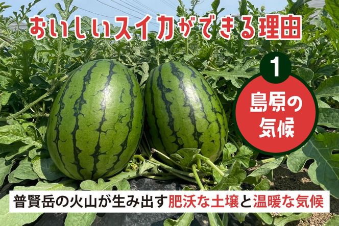AJ462 【令和8年度出荷分】 Farm honda 小玉スイカ 3～5玉 約10kg [ 先行予約 数量限定 小玉 スイカ 西瓜 フルーツ 果物 長崎 長崎県 島原市 ]