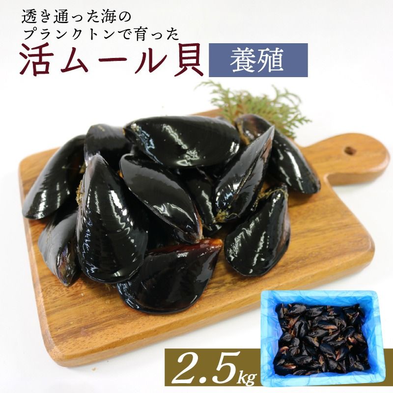 期間限定 活ムール貝 2.5kg 貝 むーるがい 季節限定 活 ムール貝 養殖 限定 貝類 三陸産 パエリア 蒸し パスタ 酒蒸し ピザ 海鮮 殻付き 新鮮 国産 大船渡市 岩手県 魚介 冷蔵 しゅうり貝 イガイ ムラサキイガイ 三陸ムール貝 [enzen005_1]