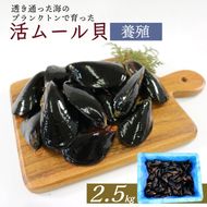 期間限定 活ムール貝 2.5kg 貝 むーるがい 季節限定 活 ムール貝 養殖 限定 貝類 三陸産 パエリア 蒸し パスタ 酒蒸し ピザ 海鮮 殻付き 新鮮 国産 大船渡市 岩手県 魚介 冷蔵 しゅうり貝 イガイ ムラサキイガイ 三陸ムール貝 [enzen005_1]