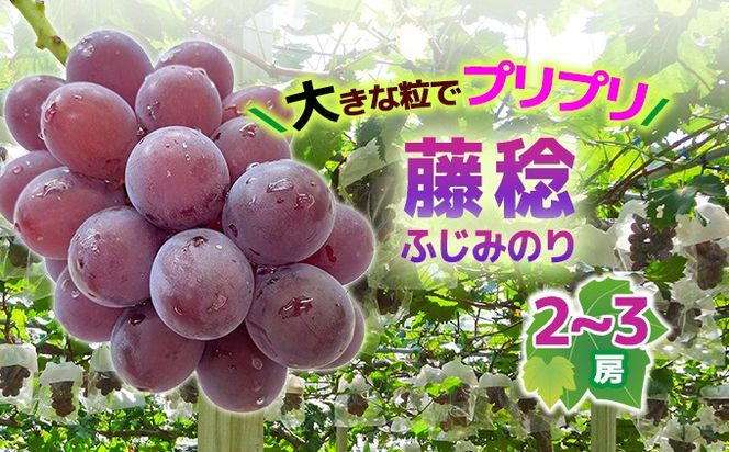 【2026年収穫】藤稔(ふじみのり）2~3房
