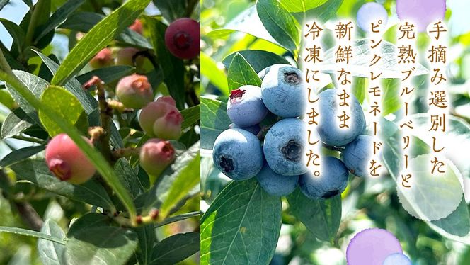 【 数量限定 】 冷凍 完熟 ブルーベリー 700g と ピンクレモネード 350g の 詰合せ セット 食べ比べ (1パックあたり 350g )  ベリー 甘い 甘酸っぱい 完熟 新鮮 フルーツ 果物 くだもの 贈り物 贈答 ギフト 国産 茨城 農園 産地直送 [AL004us]