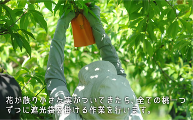 桃 2026年 先行予約 白桃 早生種 約1.3kg 5～6玉 もも モモ 岡山県産 国産 フルーツ 果物 ギフト