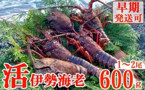 【天然】活伊勢海老６００ｇ伊勢海老 伊勢エビ 伊勢 海老 エビ イセエビ 生きたまま 海鮮 お祝い ギフト 魚介 刺身 キャンプ BBQ 鮮魚 人気