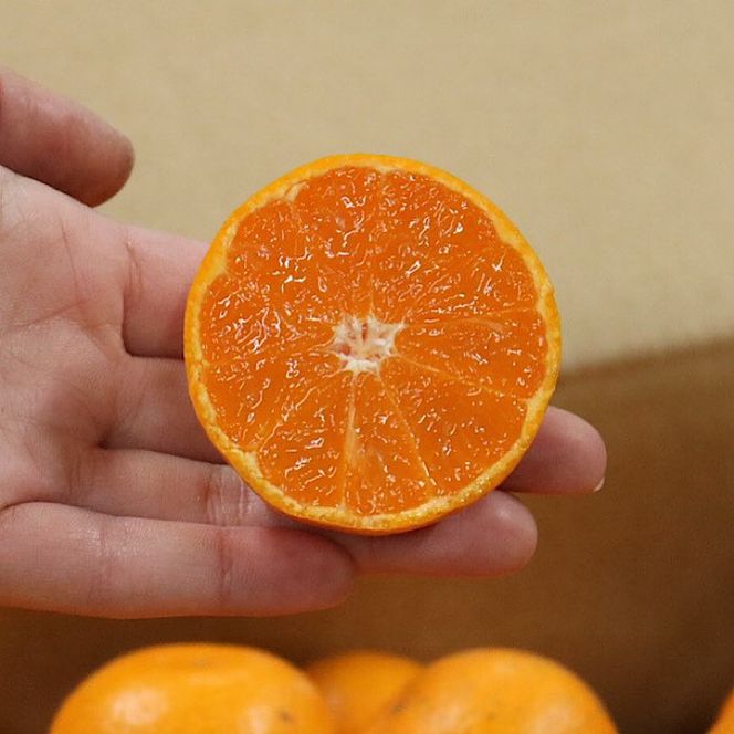 BL6101n_【2026年先行予約】和歌山県産 有田みかん 3.5kg サイズ混合