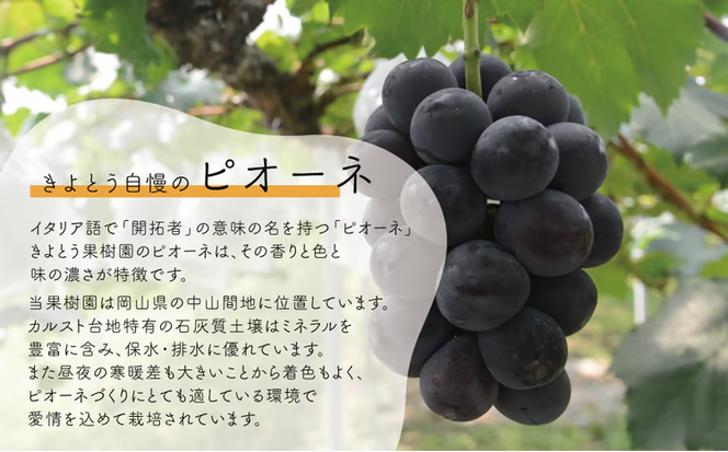 【2026年先行予約】ピオーネ＆シャインマスカット 上級品 特大2房 /計1.3kg～ (岡山県産) 【KF-B087-02】