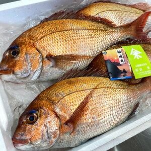 【ふるさと納税】瞬凍結 天然真鯛 切身 約1kg 14切れ前後 マダイ 真鯛 鯛 桜鯛 タイ 魚 冷凍 お取り寄せ 高鮮度 3D凍結 兵庫県 新温泉町 送料無料