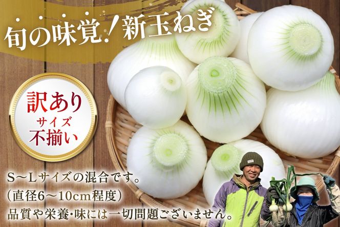 AJ113 【訳あり】 湧水の里 モリファーム 新玉ねぎ 3kg 不揃い (S～Lサイズ混合) [ 新たまねぎ 新たま 玉ねぎ たまねぎ タマネギ 生玉ねぎ サラダ おいしい ふぞろい 訳アリ 森農園 湧水の里 モリファーム 長崎県島原市 ]
