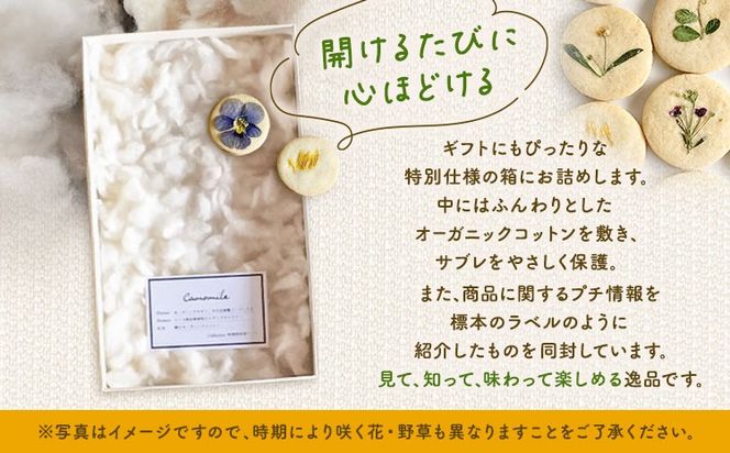 Sable Herbarium 12枚入り 料理研究舎リンネ《30日以内に出荷予定(土日祝除く)》熊本県 南阿蘇村 サブレハーバリウム サブレ グルテンフリー 米粉 エディブルフラワー カモミール クッキー 焼菓子 焼き菓子 お菓子 贈り物 プレゼント ギフト---mna_rkrsahebrm_r7_30d_8000_12p---
