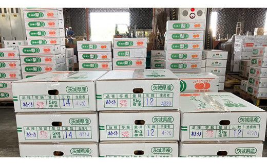 【 2026年9月上旬発送開始 】 茨城県産 梨 秋月 （約 5kg ） 10～14玉 フルーツ 果物 なし ナシ 旬 新鮮 期間限定 甘い 国産 先行予約 [CL004us]