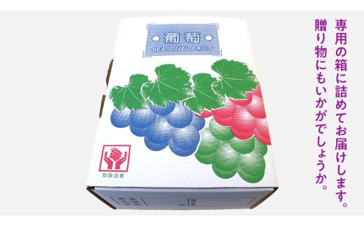旬のぶどう詰合せ 色とりどりの種類おまかせ 約3kg(5～10房) (石岡市 共通返礼品) ぶどう シャインマスカット 巨峰 詰め合わせ 果物 フルーツ 旬 人気 産直 採れたて 新鮮 秋 国産 【 2026年9月中旬から発送開始 】