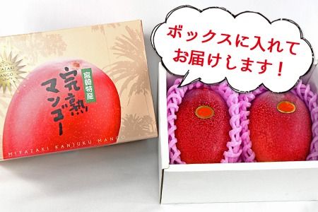 数量限定！【2025年発送】＜宮崎県産 完熟マンゴー A等級 2Lサイズ×2玉（合計約700g）＞2025年4月下旬～6月末迄に順次出荷【b0477_ja】