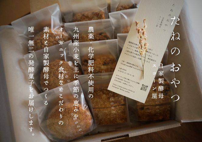 自家製酵母スコーンのお包み【たねのおやつ】_HA1616