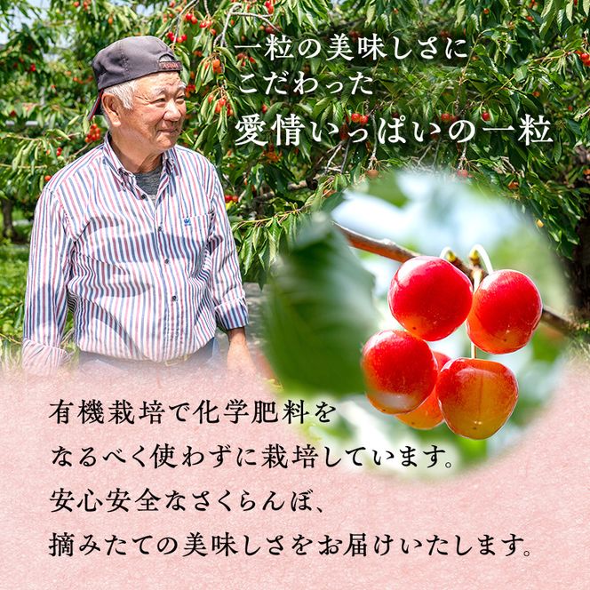 先行受付 さくらんぼ【 南陽 】800g（200g×4）L-LLサイズ混合  サクランボ チェリー フルーツ 果物 果物類 ギフト 北海道 仁木町 仁木 [横山農園]