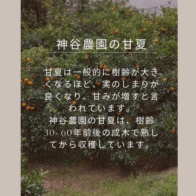 甘夏8kg | 数量限定 あまなつ 夏みかん 柑橘 かんきつ くだもの フルーツ 国産 愛知県 知多半島 美浜町 農家直送 産地直送 ※北海道・沖縄・離島への配送不可 ※2026年4月上旬～5月下旬頃に順次発送予定