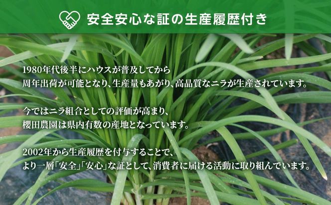 【先行予約】【12月から発送】肉厚・シャキシャキ! 朝採れ鮮度抜群! 櫻田さん家のニラ 1kg(100g×10束) SMCS001