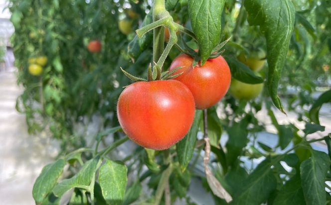 ns140-003 味恋とまとシェアBOX