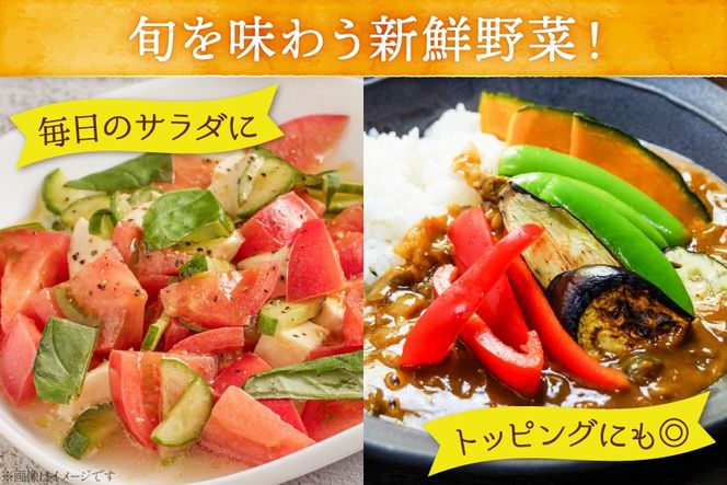 野菜 セット OGAWA'N 野菜セット 定期便 12回 [JA埼玉中央 埼玉県 小川町 138] 1年 12ヶ月 連続 やさい 季節野菜 詰め合わせ 食べ比べ 旬 農産物