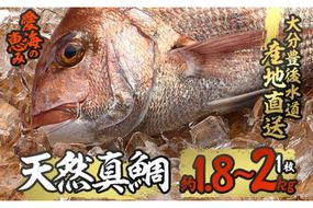 天然 真鯛 (約1.8-2kg・1枚) 直送 産直 漁師 魚 鮮魚 天然 マダイ 鯛 白身魚 獲れたて 刺身 煮つけ 塩焼き 冷蔵 豊後水道 鮮魚 大分県 佐伯市 愛海の恵み【CS02】【 (有)丸昌水産】