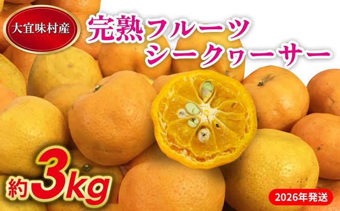 【2026年発送】完熟フルーツシークヮーサー 約3kg 沖縄 おきなわ 大宜味村 果物 くだもの 果実 シークワーサー しーくわーさー 完熟 沖縄県産 産地直送 お取り寄せ 人気 食品 送料無料 国産 県産 ご当地 やんばる ノビレチン