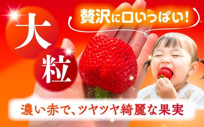 【先行予約/2026年1月上旬より順次発送】さちのかいちご 500g×2パック 計1kg イチゴ フルーツ 果物 愛西市 / 平野苺[AEAY001]