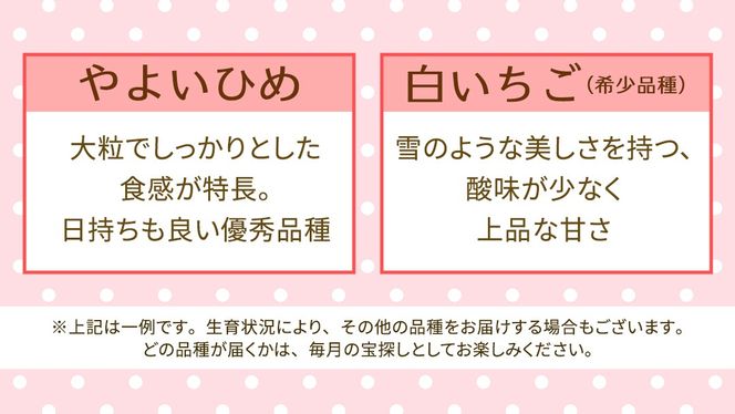 【定期便】いちご3ヶ月連続お届け便 （250g×4パック）×3回　【2027年1月から発送開始】（茨城県共通返礼品 [いちご]：城里町産） | 果物 フルーツ イチゴ 苺 白いちご とちおとめ 紅ほっぺ やよいひめ 定期便