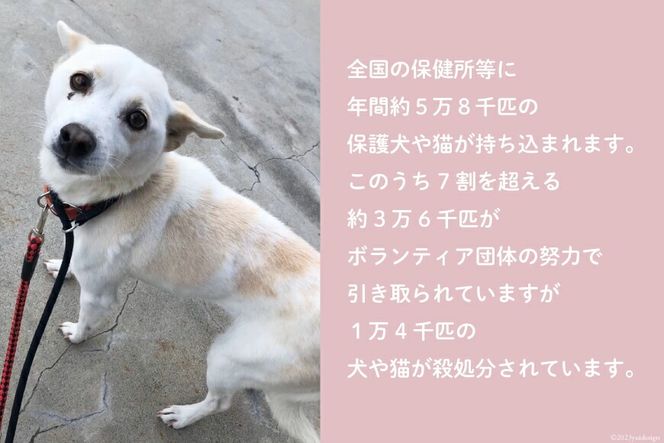 犬猫保護活動への支援 100万円分 [NPO法人セブンデイズ 福岡県 筑紫野市 21760892] 保護 動物 犬 猫 犬猫 保護犬 支援 応援 愛護