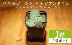 塊根植物 クルビアンドラム ペラルゴニウム - 植物 インテリア ナチュラル 自然 グリーン 観葉植物 おしゃれ 癒し かわいい ふわふわ 多肉植物 サキュレントフィールド Succulent field 高知県 香南市 常温 cc-0017