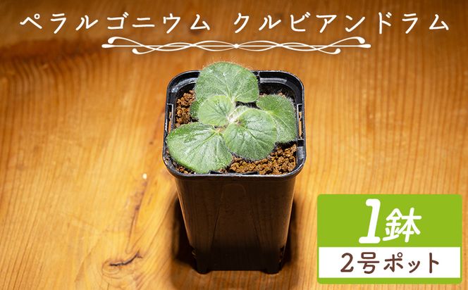 塊根植物 クルビアンドラム ペラルゴニウム - 植物 インテリア ナチュラル 自然 グリーン 観葉植物 おしゃれ 癒し かわいい ふわふわ 多肉植物 サキュレントフィールド Succulent field 高知県 香南市 常温 cc-0017