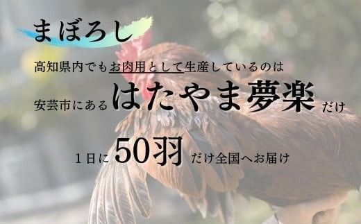 【ふるさと納税 ごちそうアワード2025 準大賞】 はたやま夢楽の 地鶏 土佐ジロー 尽くし セット_BN009_(安芸市) 真空パック 地鶏 土佐ジロー 尽くし 専門飼育 高知県幻の地鶏 地鶏 1羽 モモ肉 ムネ肉 ササミ 砂肝 レバー トサカ 砂肝 心臓 肝臓 精巣