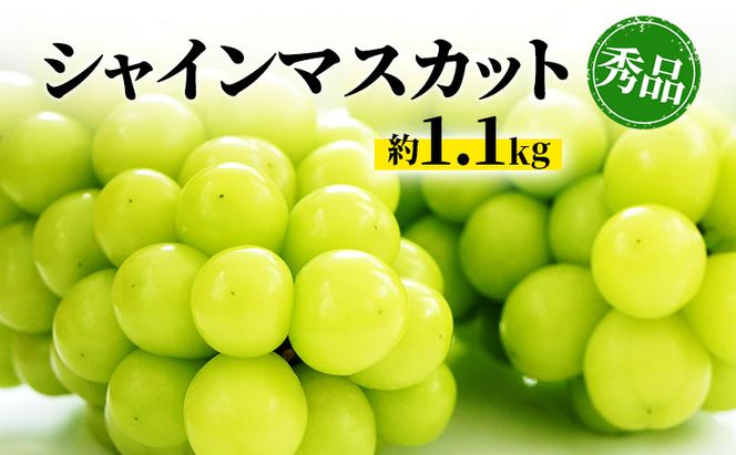 シャインマスカット 約1.1kg 房 秀品 柳澤果樹園 ぶどう 長野 マスカット ブドウ フルーツ 果物 シャイン 果物類 