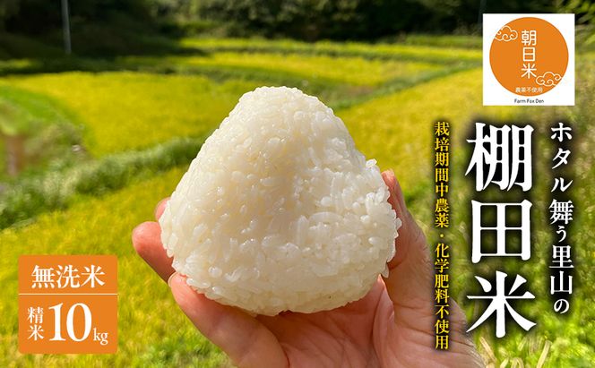 先行受付 農薬不使用 無洗米 ホタル舞う里山の棚田米 精米10kg 令和8年産 朝日2kg×5袋